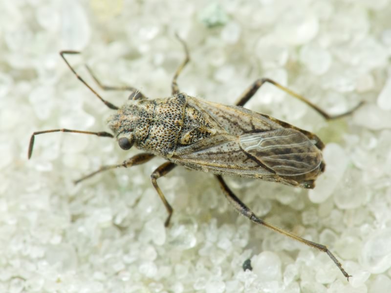 Ortholomus punctipennis (Herrich-Schäffer, 1838)